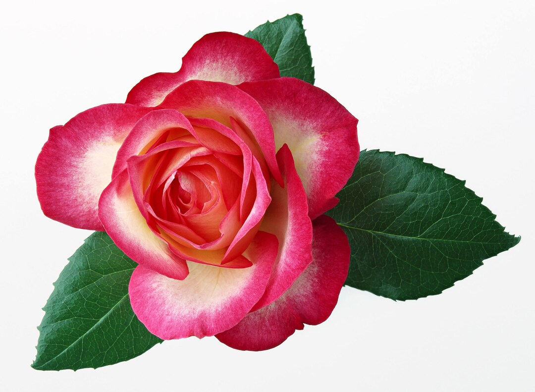 Pink and White Rose Cross Stitch Pattern - Etsy
