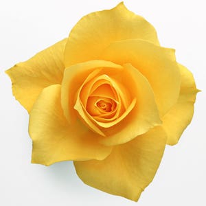 Yellow Rose Cross Stitch Pattern