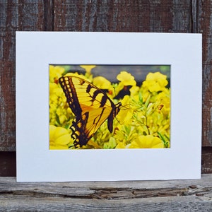 Tiger Swallowtail Print #2
