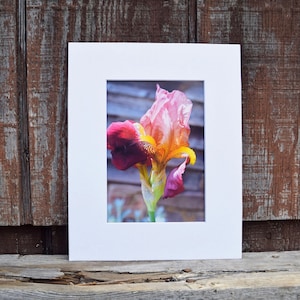 Bearded Iris Print