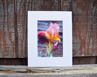 Bearded Iris Print