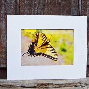 Tiger Swallowtail Print