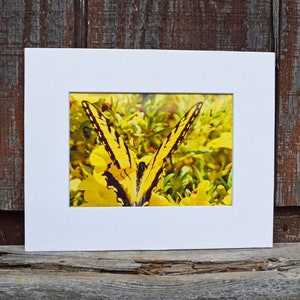 Tiger Swallowtail Print #3