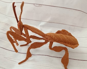 珍しいゴーストマンティスの額入り剥製 - Phyllocrania paradoxa