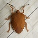 see more listings in the Felt bugs (insects) section