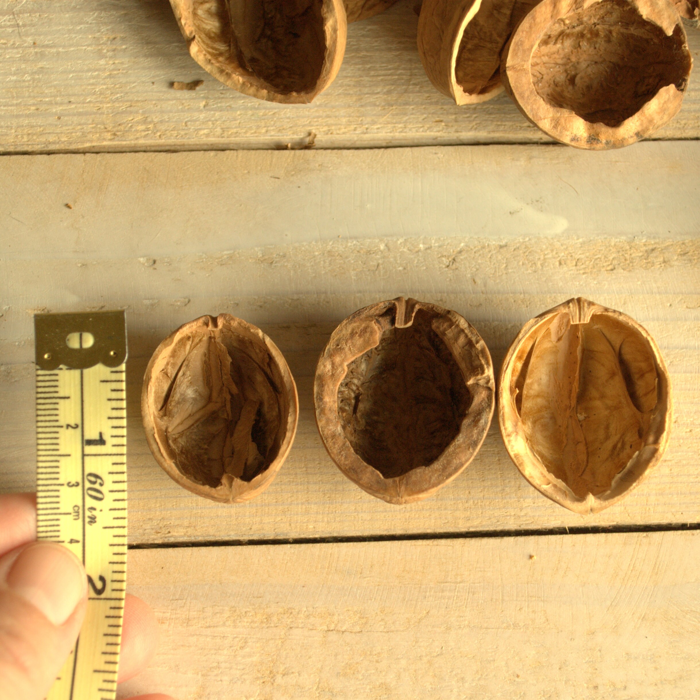 Walnut Shell Halves Walnut Slices Crafts Supplies Walnut Halves