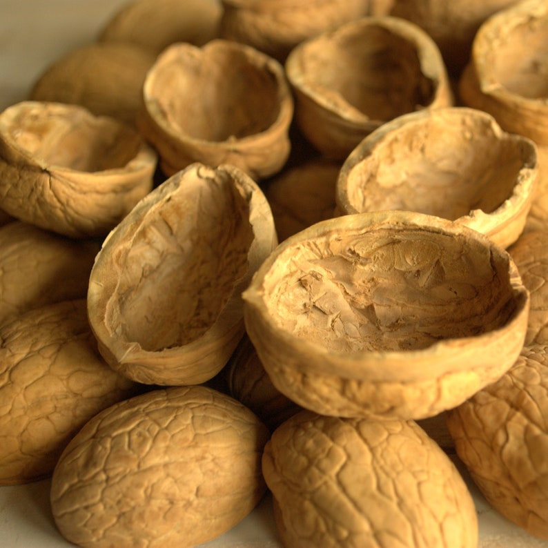 Walnut shell halves Walnut Slices Crafts Supplies Walnut Etsy