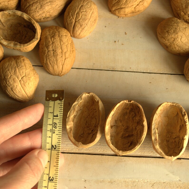 Walnut shell halves Walnut Slices Crafts Supplies Walnut Etsy