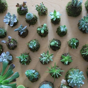 SUKKULENTES KOKEDAMA - Sukkulenten