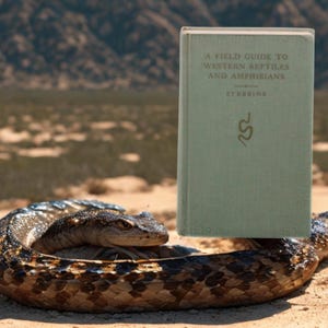 May include: A Field Guide to Western Reptiles and Amphibians book with a green cover, resting near a coiled snake. The book's title and author, Stebbins, are visible. The snake has a brown and black pattern.
