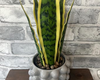 Grey Bobble Planter