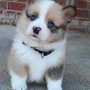 May include: A small, fluffy, white and brown puppy with blue eyes wearing a black collar. The puppy is sitting on a grey concrete surface.