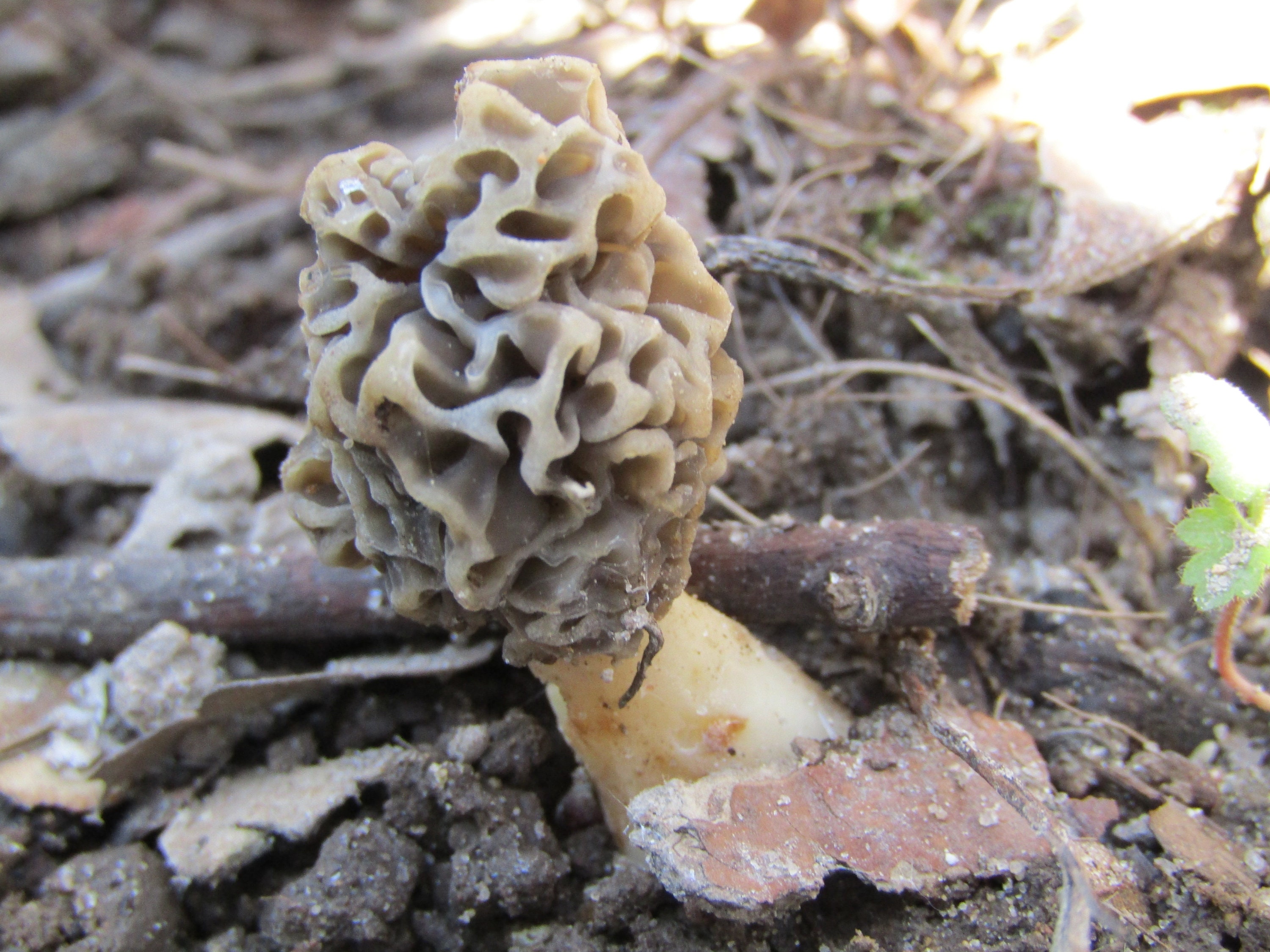 Morel Mushroom spawn Morchella Americana 1 lb grain spawn Etsy