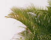 Jamaica Palm Print 8x10, 11x14, 16x20