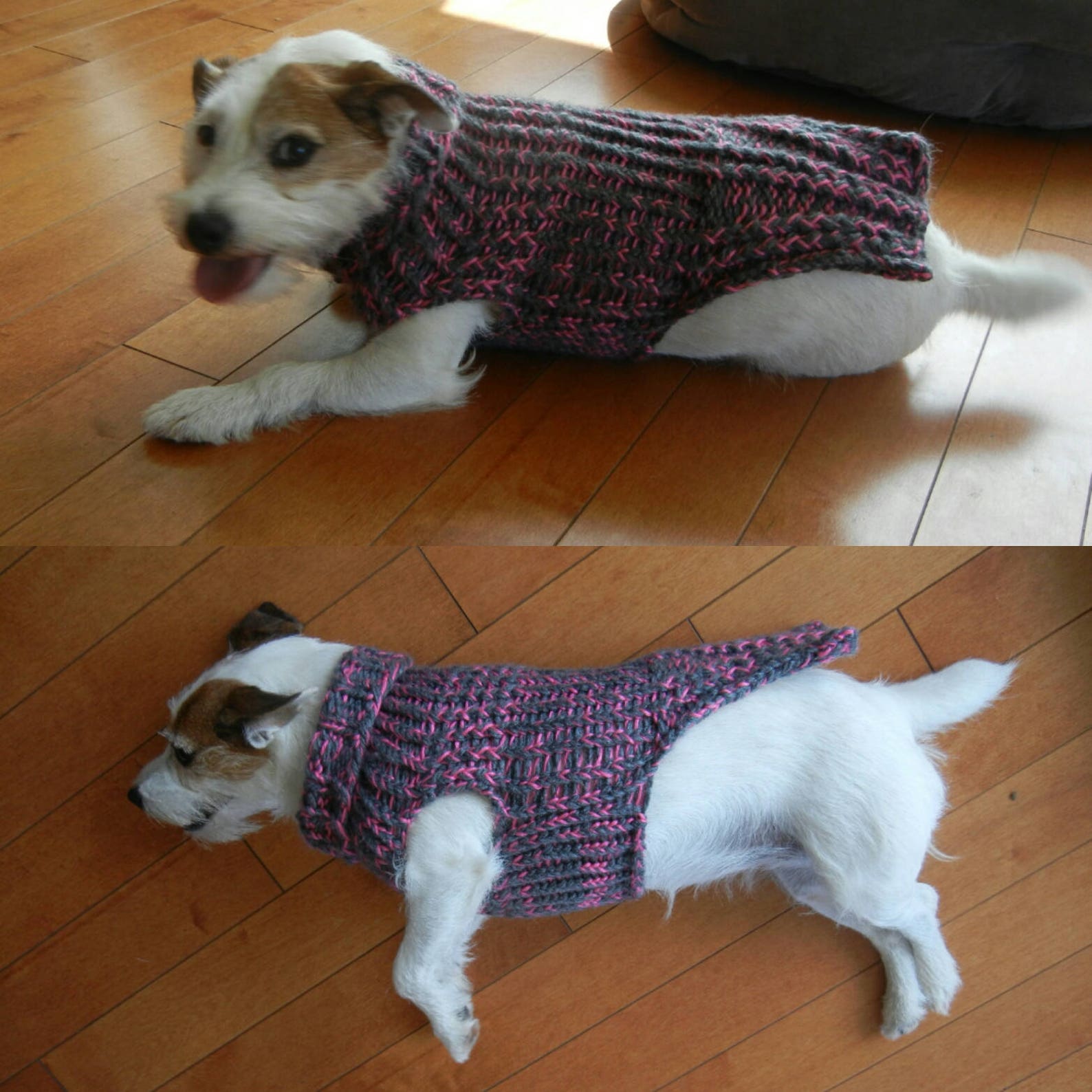 loom knit a dog sweater
