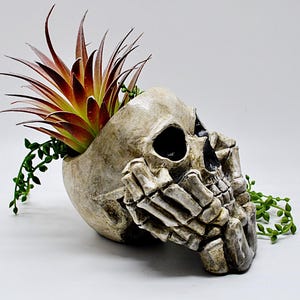 May include: A skull-shaped planter with a weathered finish, containing a succulent with red and green leaves. The skull's hands are clasped, and trailing green vines add detail. A unique decorative item.