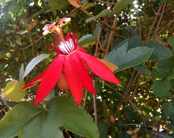 35 Red Passion Flower Vine Cuttings Not Rooted 8" Passiflora Spring Summer Blooms