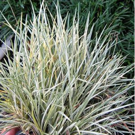 Mature Liriope Clump Forming