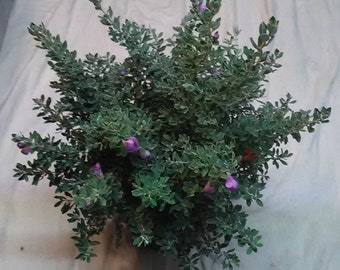 1 Texas Sage Plant Leucophyllum frutescens  2 Gallon Flowering Shrub  (9" X 9" roots) Plus 15" x 15" Top Foliage Landscaping Live Plant
