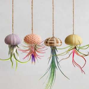 May include: Four hanging air plants with colorful, spiky leaves and textured, spherical tops. The tops are in shades of purple, peach, brown, and yellow. Each plant is suspended by a thin, brown string against a white background.