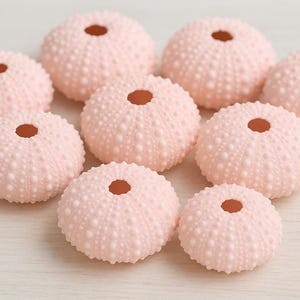 May include: A collection of ten light pink sea urchin shells. Each shell has a textured surface with small bumps and a central hole. The shells are arranged on a light-colored surface, creating a natural, decorative theme.