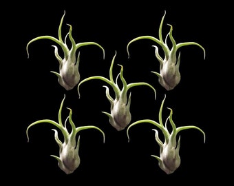 5 Pack Caput Medusae Air Plants FREE SHIPPING - Tillandsia, Air Plant, Indoor Plant, House Plant, Terrarium Plant, Easy Care Plant