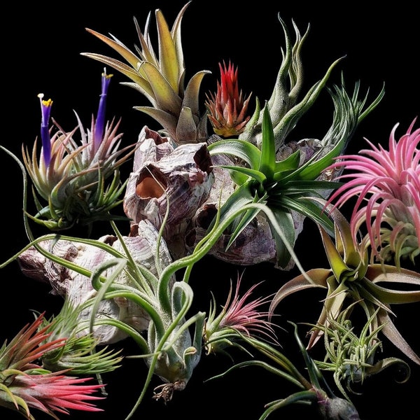 5 Pack Assorted Small Air Plant Mix - Air Plants, Air Plant Variety Pack, Tillandsia, Air Plant, Indoor Plant, House Plant