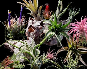 5 Pack Assorted Small Air Plant Mix - Air Plants, Air Plant Variety Pack, Tillandsia, Air Plant, Indoor Plant, House Plant