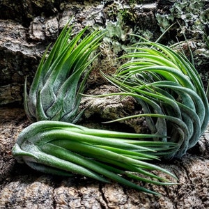 Scaposa Air Plants - Tillandsia, Air Plant, Indoor Plant, House Plant, Terrarium Plant, Easy Care Plant, Bromeliad, Succulents.