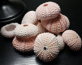 Pink Sea Urchin Shell Beach, Nautical, Sea, Hanging Air Plant, Octopus Creature, Jellyfish Air Plant, Bulk, Gift, Succulent, Sea Shell