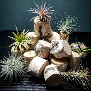 Aspen Wood Mini Air Plant Stand - Natural Air Plant Holder, Air Plant Display, Air Plant Mount, Terrarium Decor, Driftwood, Succulent Mount