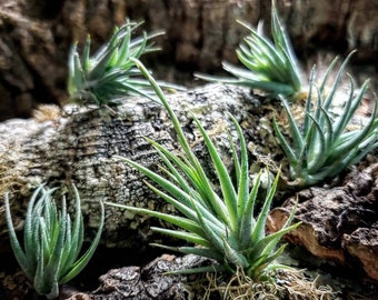 Loliacea Miniature Air Plants - Tillandsia, Air Plant, Indoor Plant, House Plant, Terrarium Plant, Easy Care Plant, Bromeliad, Succulents.