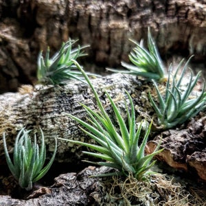 Loliacea Miniature Air Plants - Tillandsia, Air Plant, Indoor Plant, House Plant, Terrarium Plant, Easy Care Plant, Bromeliad, Succulents.