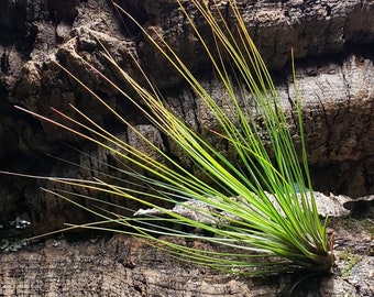 IN BLOOM! 6-7"Juncifolia Air Plant