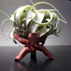 May include: A green air plant in a terracotta stand. The plant is curled and twisted, creating a unique and organic shape.
