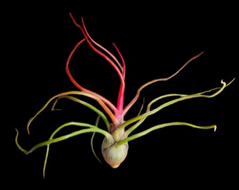 Bulbosa Air Plants - Tillandsia, Air Plant, Indoor Plant, House Plant, Terrarium Plant, Easy Care Plant, Bromeliad, Succulents.