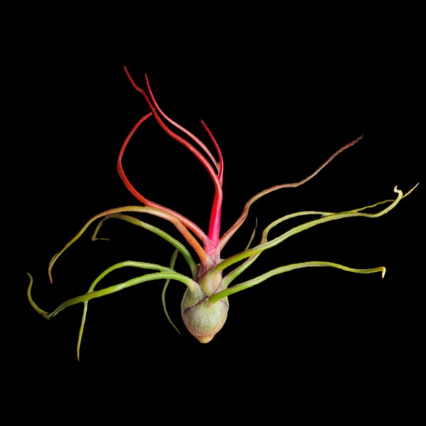 Bulbosa Air Plants - Tillandsia, Air Plant, Indoor Plant, House Plant, Terrarium Plant, Easy Care Plant, Bromeliad, Succulents.