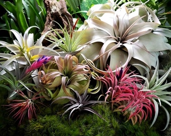 Air Plant Wholesale Mix Pick Your Own Quantity - Air Plants, Air Plant Variety Pack, Tillandsia, Air Plant, Indoor Plant, House Plant