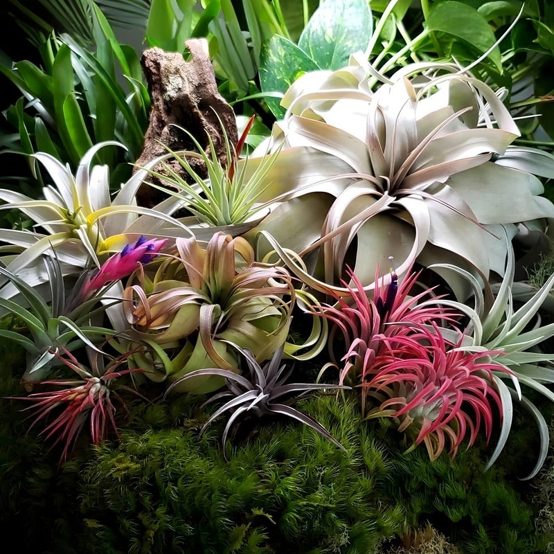 Pink Plant Assortment - Etsy