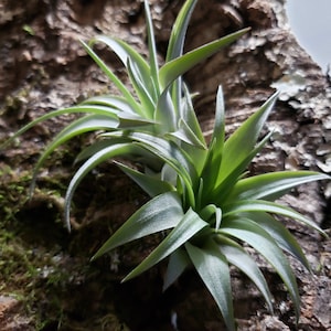 Brachycaulos Air Plants - Tillandsia, Air Plant, Indoor Plant, House Plant, Terrarium Plant,  Easy Care Plant, Bromeliad, Succulents.