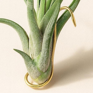 2.5" Aluminum Wire Hook Air Plant Holder – Flexible Bendable Air Plant Hanger for Pots, Aquariums, Blinds, Houseplants and More