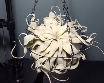 10" Hanging Wire Basket - Hanging Air plant Display, Glass Terrarium, Succulent Pot, Planter, Hanging Planter, Airplant, Tillandsia.