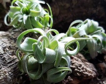 Streptophylla Air Plants - Tillandsia, Air Plant, Indoor Plant, House Plant, Terrarium Plant, Easy Care Plant, Bromeliad, Succulents.