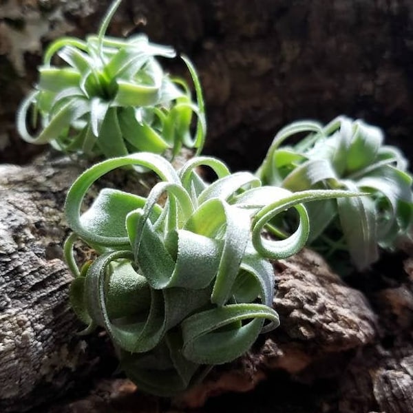 Plantes aériennes Streptophylla - Tillandsia, plante aérienne, plante d'intérieur, plante d'intérieur, plante d'intérieur, plante de terrarium, plante d'entretien facile, broméliacées, plantes succulentes.