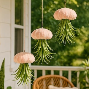 May include: Three hanging air plants with pink, textured tops and green, spiky leaves. The plants are suspended from a wooden ceiling on a porch, alongside other potted plants and a wicker chair. A macrame wall hanging is also visible.