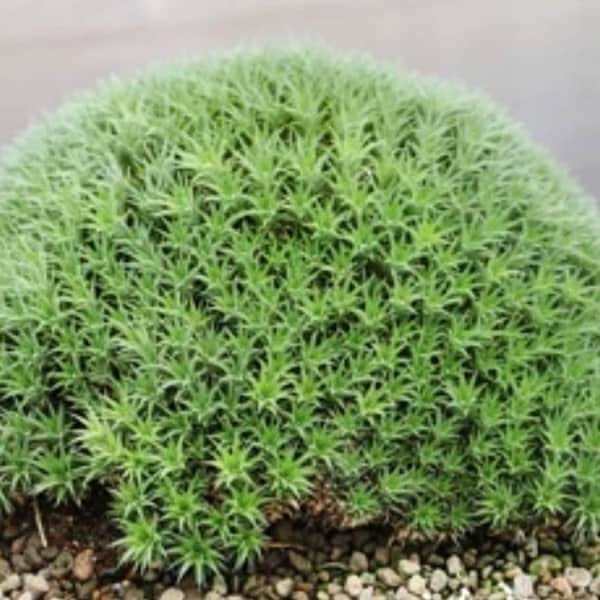 Deuterocohinia brevifolia Bromeliad Argentine Ball Plant - Succulent, Cactus Tillansdia, Air Plant, House Plant, Indoor Plant, Terrarium