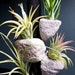 see more listings in the Air Plant Accessories section