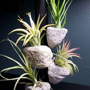 Stone Magnet Air Plant Holder - Air Plant Stand, Air Plant Display, Plant Pount.