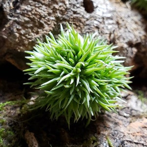 May include: A close-up of a vibrant green plant with needle-like leaves, resembling a small, spiky ball. The plant sits on a textured, brown surface, possibly bark or wood, with hints of green moss.