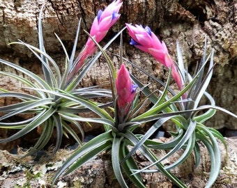 Aeranthos Purple Air Plants - 3-5" Wide Tillandsia, Indoor House Plant, Easy Care Terrarium Plant.